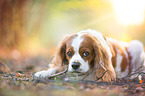lying Cavalier King Charles Spaniel