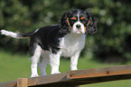 young Cavalier King Charles Spaniel