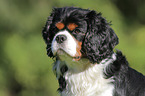 Cavalier King Charles Spaniel Portrait