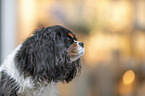 Cavalier King Charles Spaniel Portrait