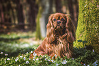 Cavalier King Charles Spaniel in the forest