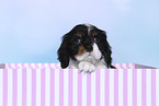 Cavalier King Charles Spaniel Puppy in a box