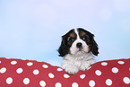 Cavalier King Charles Spaniel Puppy on a pillow