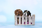 Cavalier King Charles Spaniel Puppies in a box