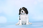 sitting Cavalier King Charles Spaniel Puppy