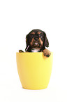 Cavalier King Charles Spaniel Puppy in a pot