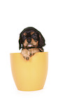 Cavalier King Charles Spaniel Puppy in a pot