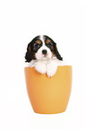 Cavalier King Charles Spaniel Puppy in a pot