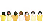 Cavalier King Charles Spaniel Puppies in a pot