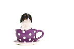 Cavalier King Charles Spaniel Puppy in a cup