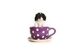 Cavalier King Charles Spaniel Puppy in a cup