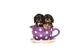 Cavalier King Charles Spaniel Puppies in a cup