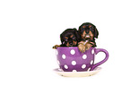 Cavalier King Charles Spaniel Puppies in a cup