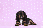 lying Cavalier King Charles Spaniel Puppy