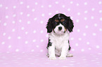 sitting Cavalier King Charles Spaniel Puppy