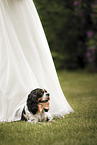 Cavalier King Charles Spaniel under a wedding dress