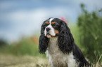 Cavalier King Charles Spaniel