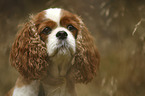 Cavalier King Charles Spaniel portrait