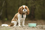 sitting Cavalier King Charles Spaniel