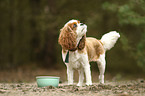 standing Cavalier King Charles Spaniel