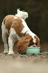 standing Cavalier King Charles Spaniel