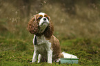 sitting Cavalier King Charles Spaniel