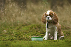 sitting Cavalier King Charles Spaniel