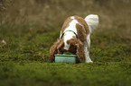 standing Cavalier King Charles Spaniel