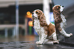 sitting Cavalier King Charles Spaniel