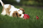 Cavalier King Charles Spaniel Puppy on a meadow