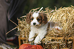 Cavalier King Charles Spaniel Puppy