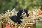 Cavalier King Charles Spaniel Puppy