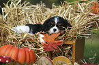 Cavalier King Charles Spaniel Puppy