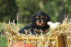 Cavalier King Charles Spaniel Puppy