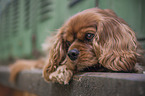 lying Cavalier King Charles Spaniel