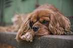 lying Cavalier King Charles Spaniel