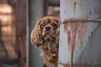 Cavalier King Charles Spaniel portrait