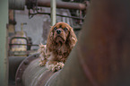 lying Cavalier King Charles Spaniel