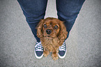 human with Cavalier King Charles Spaniel