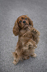 Cavalier King Charles Spaniel
