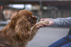 human with Cavalier King Charles Spaniel