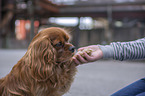 human with Cavalier King Charles Spaniel