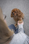 human with Cavalier King Charles Spaniel