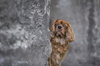 Cavalier King Charles Spaniel portrait