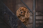 Cavalier King Charles Spaniel portrait