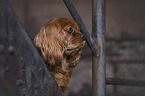 Cavalier King Charles Spaniel portrait