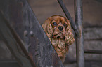 Cavalier King Charles Spaniel portrait