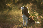 sitting Cavalier King Charles Spaniel