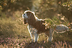 standing Cavalier King Charles Spaniel