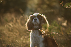 Cavalier King Charles Spaniel